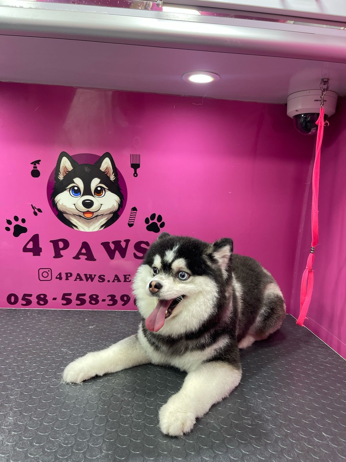 Four Paws Mobile Pet Grooming 2
