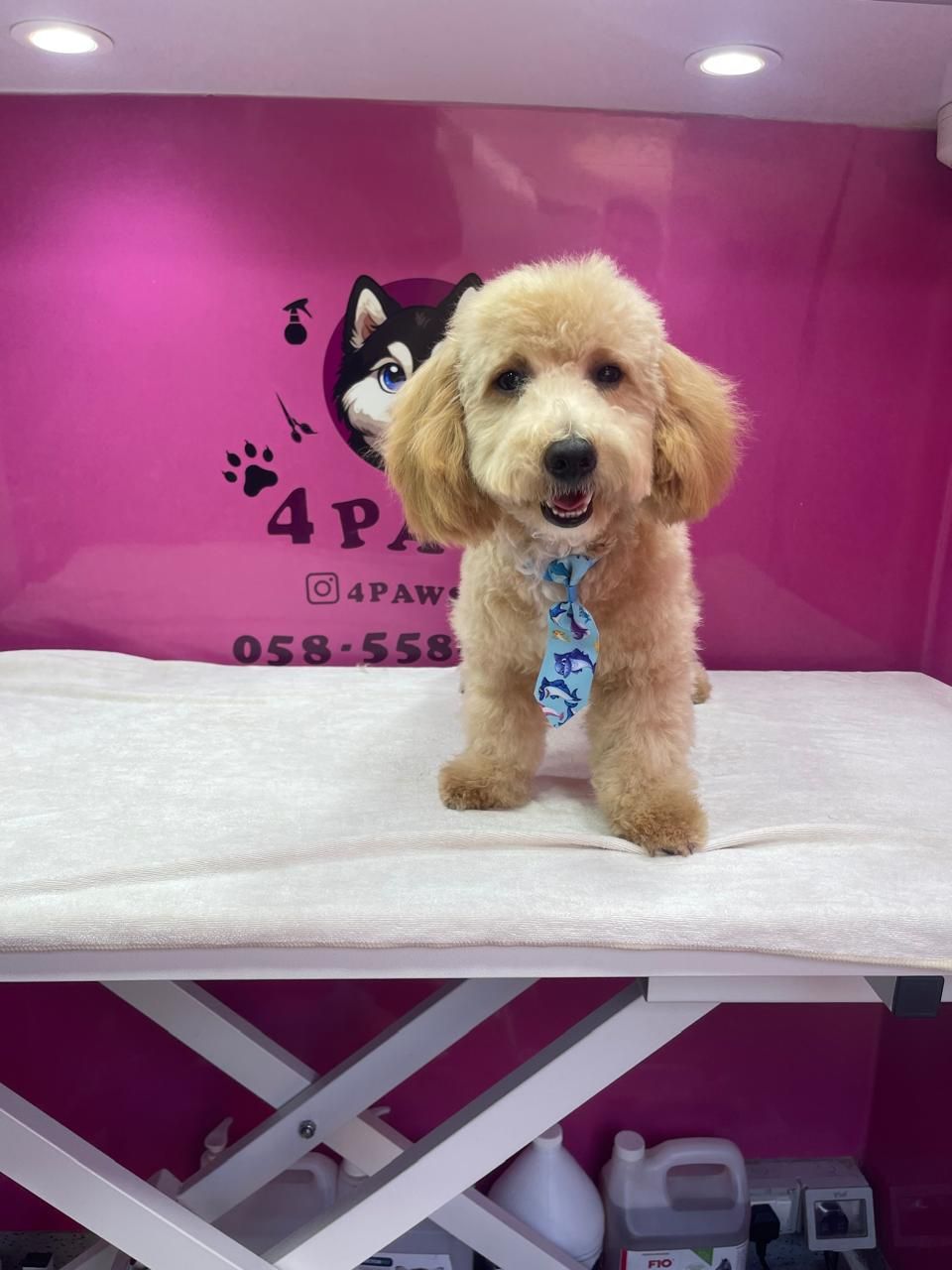 Four Paws Mobile Pet Grooming 3