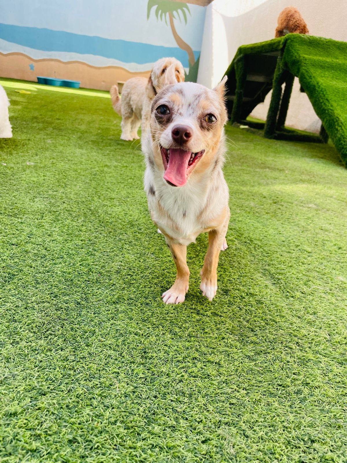 My Buddy Pet Care