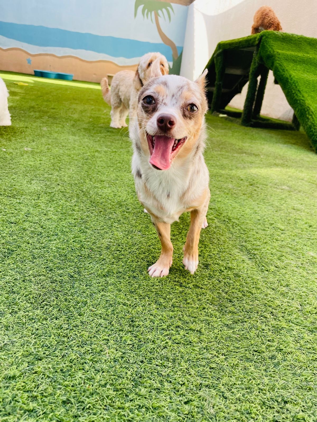 My Buddy Pet Care