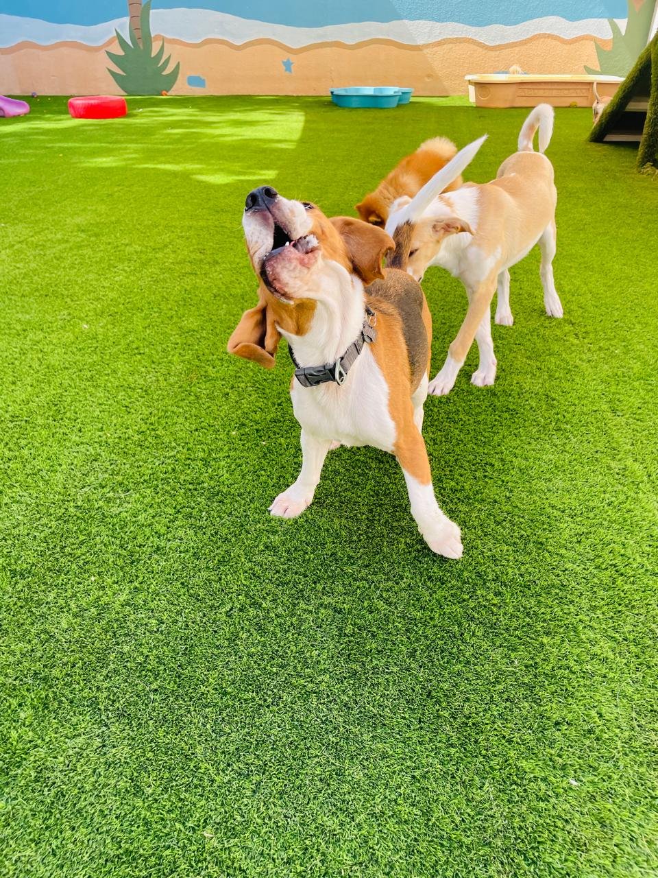 My Buddy Pet Care photo 2