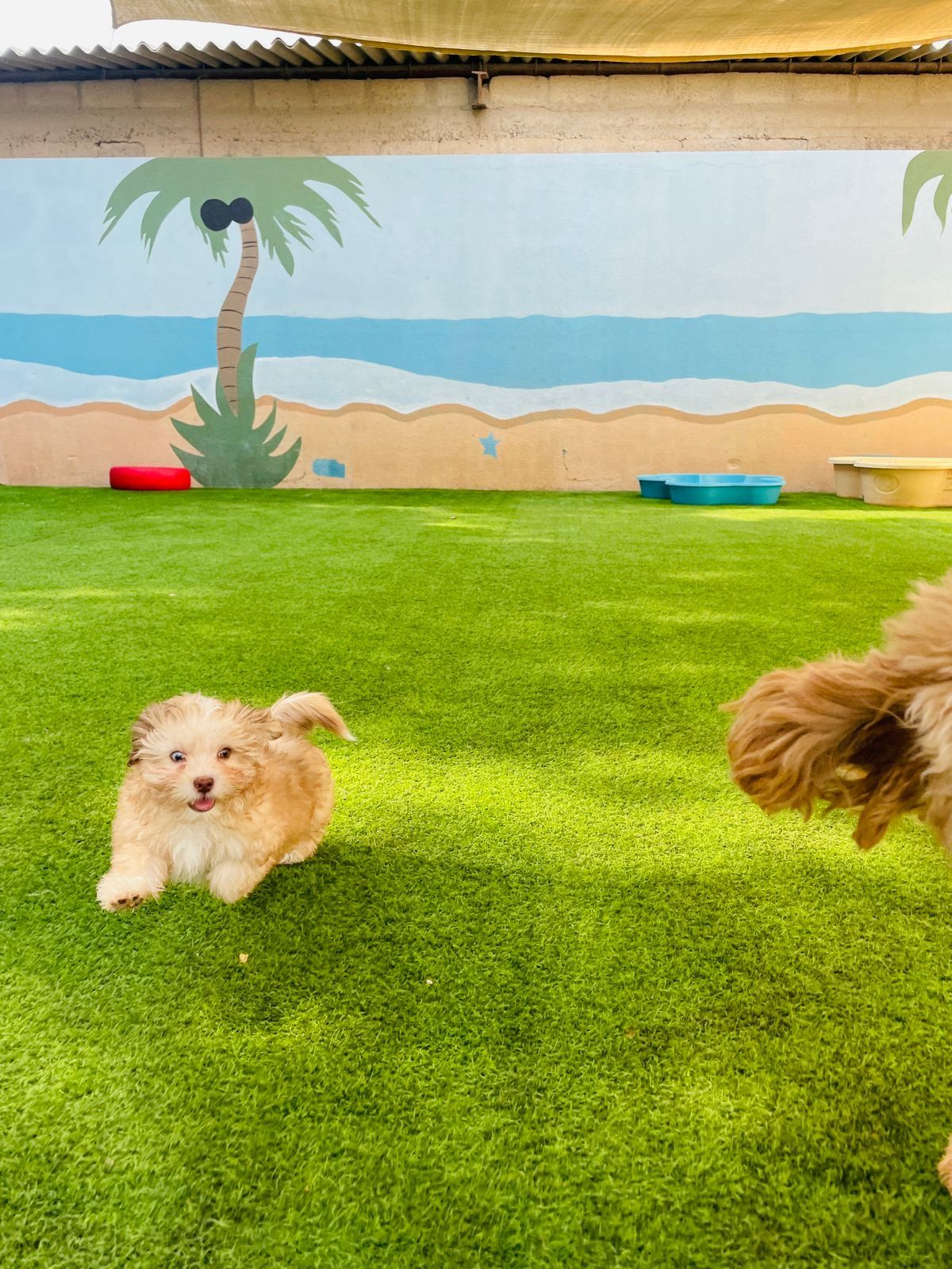 My Buddy Pet Care 3