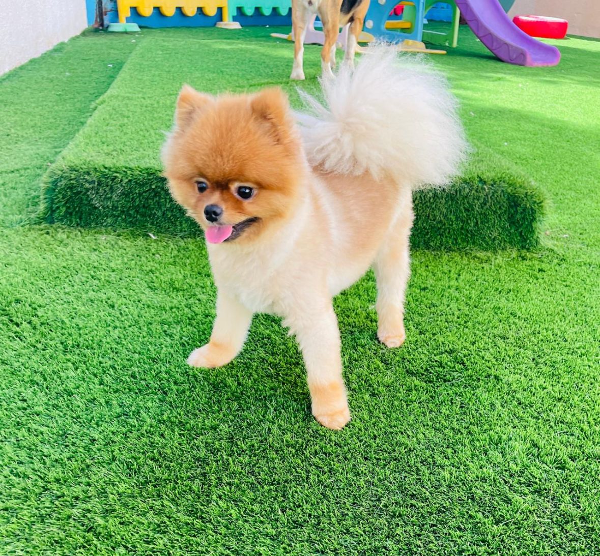 My Buddy Pet Care 4