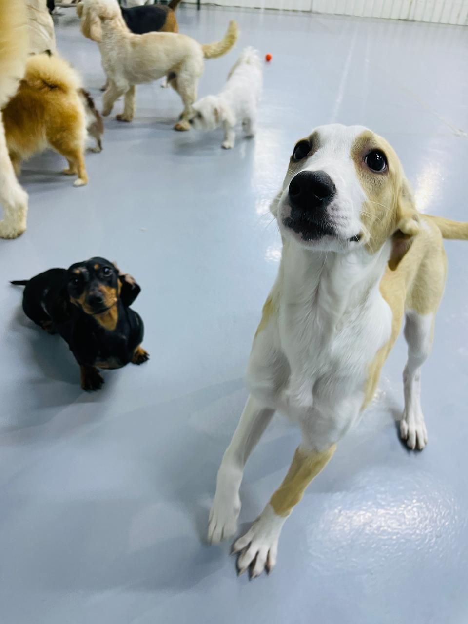 My Buddy Pet Care 5