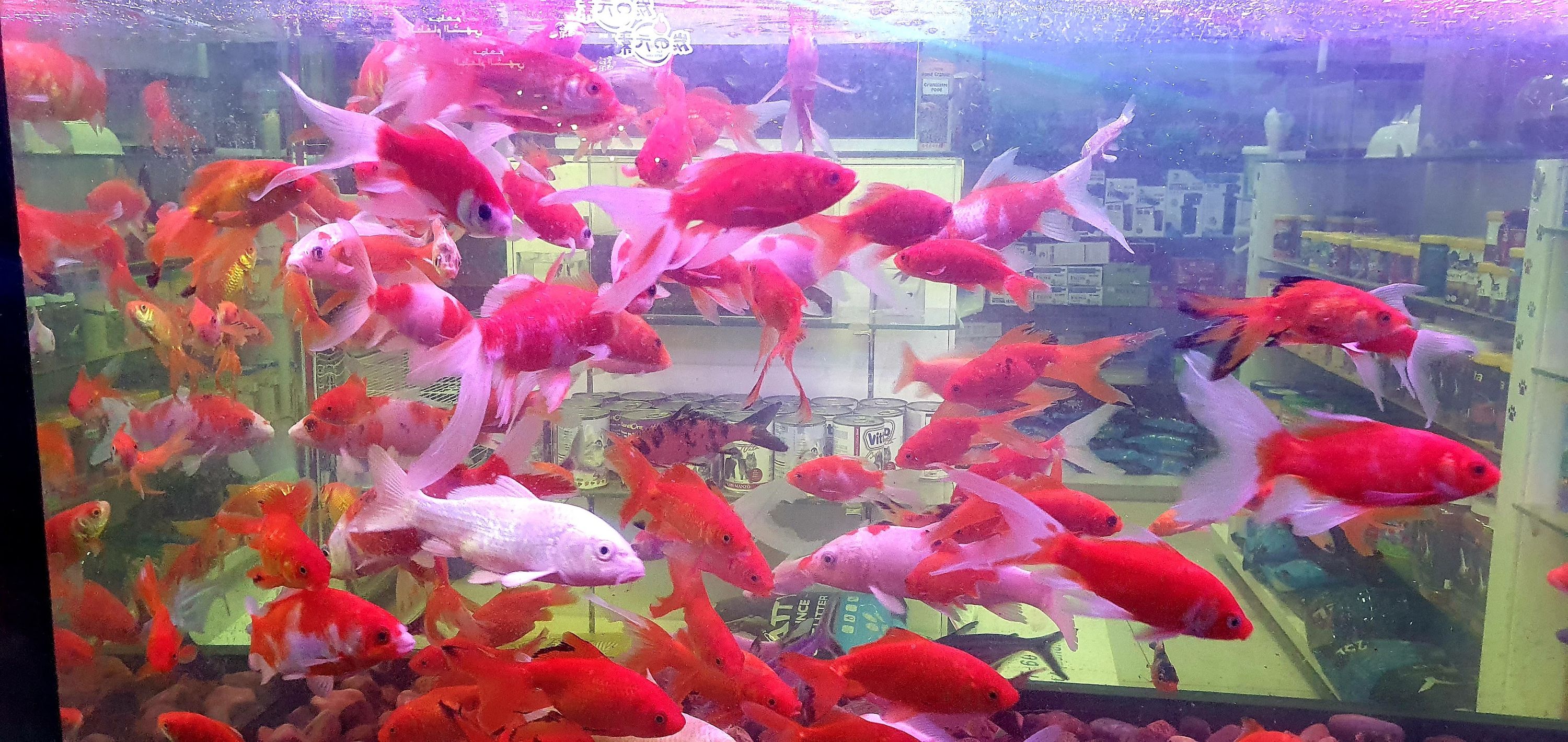 Alaska Pets Trading 2
