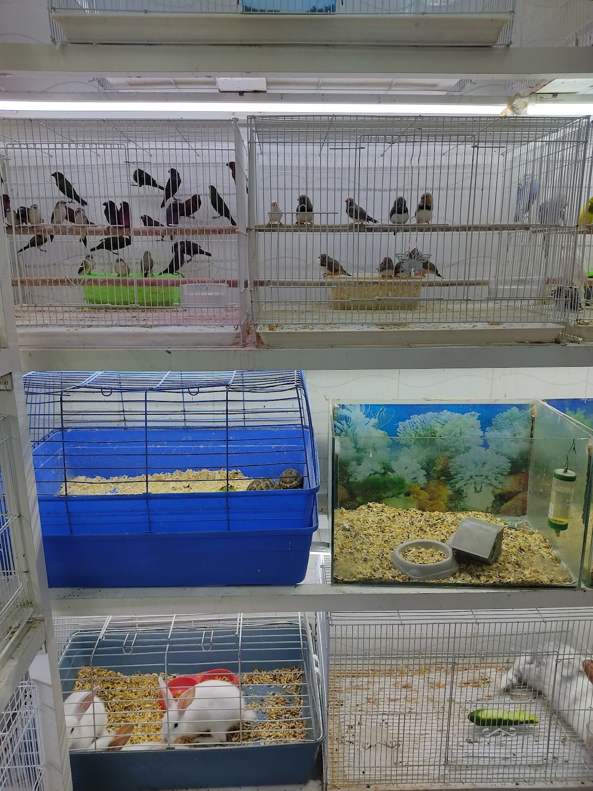 Al Hud Hud Live fish&birds 2