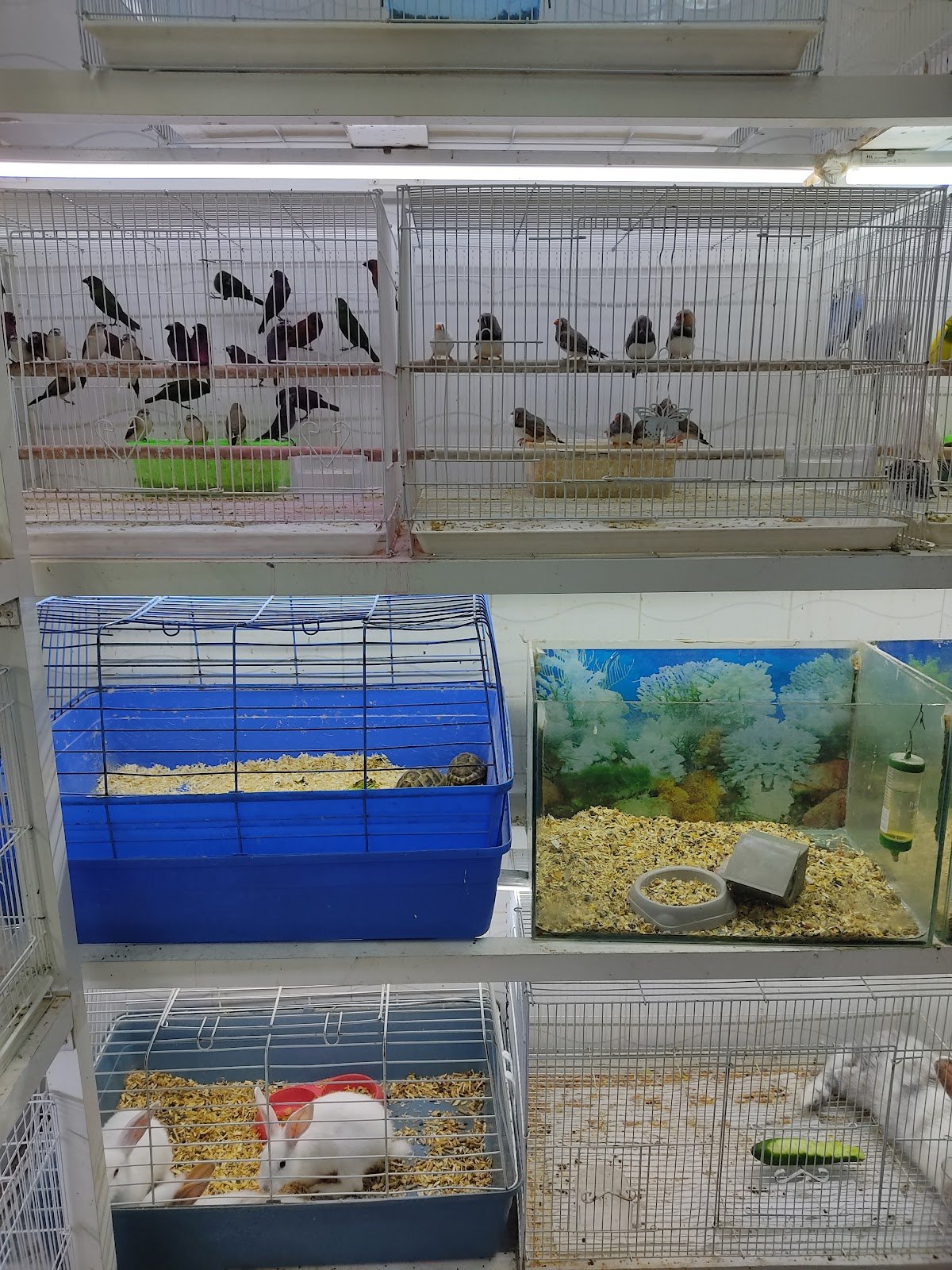 Al Hud Hud Live fish&birds photo 2