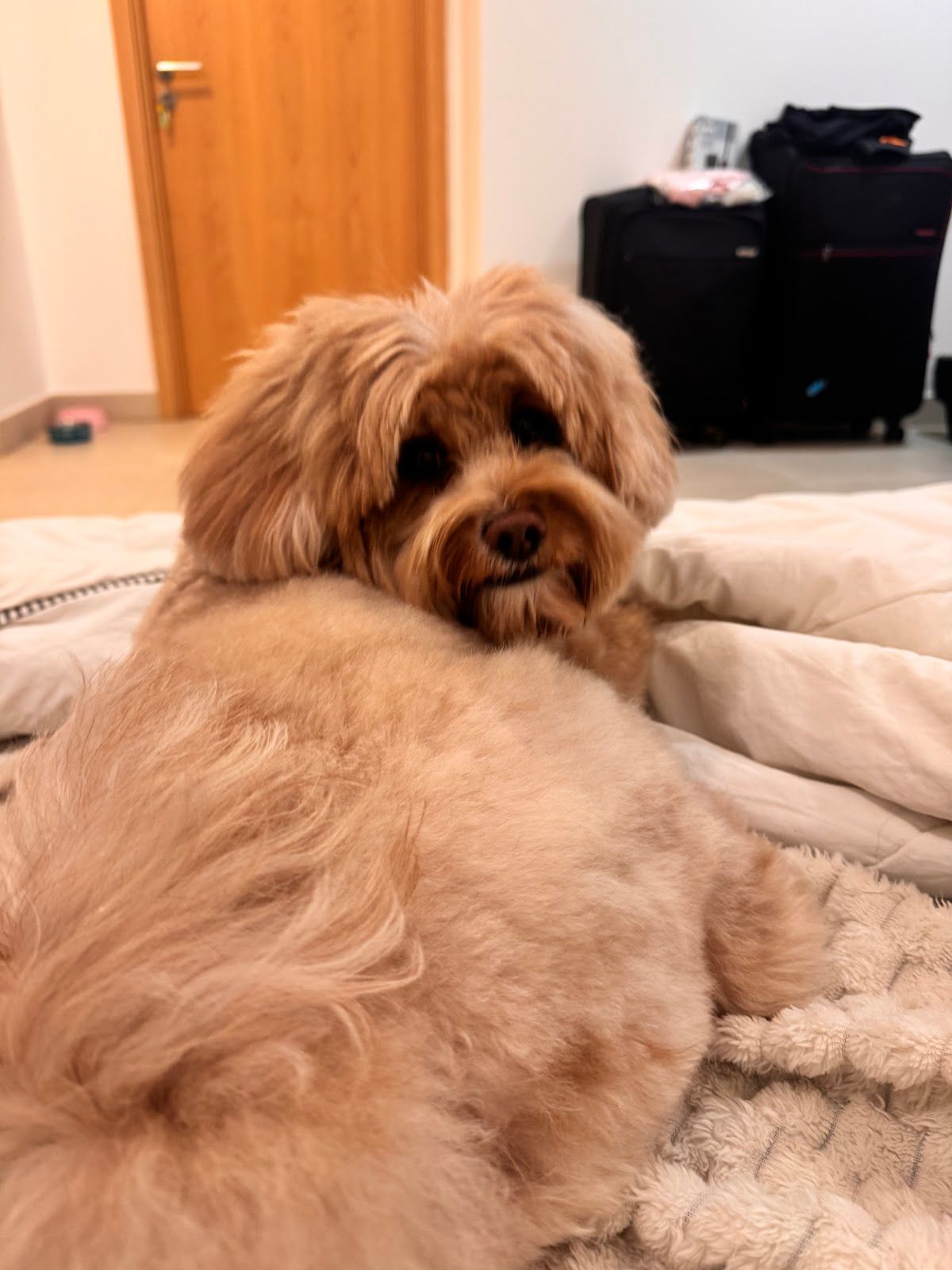 Petopia Pet Boutique and Spa 4