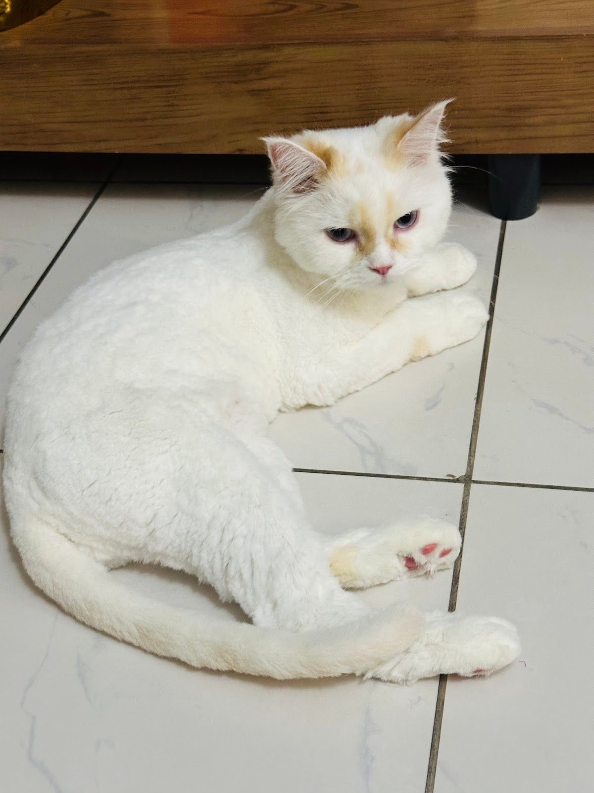 Paws and Whiskers Pets Nursery 3
