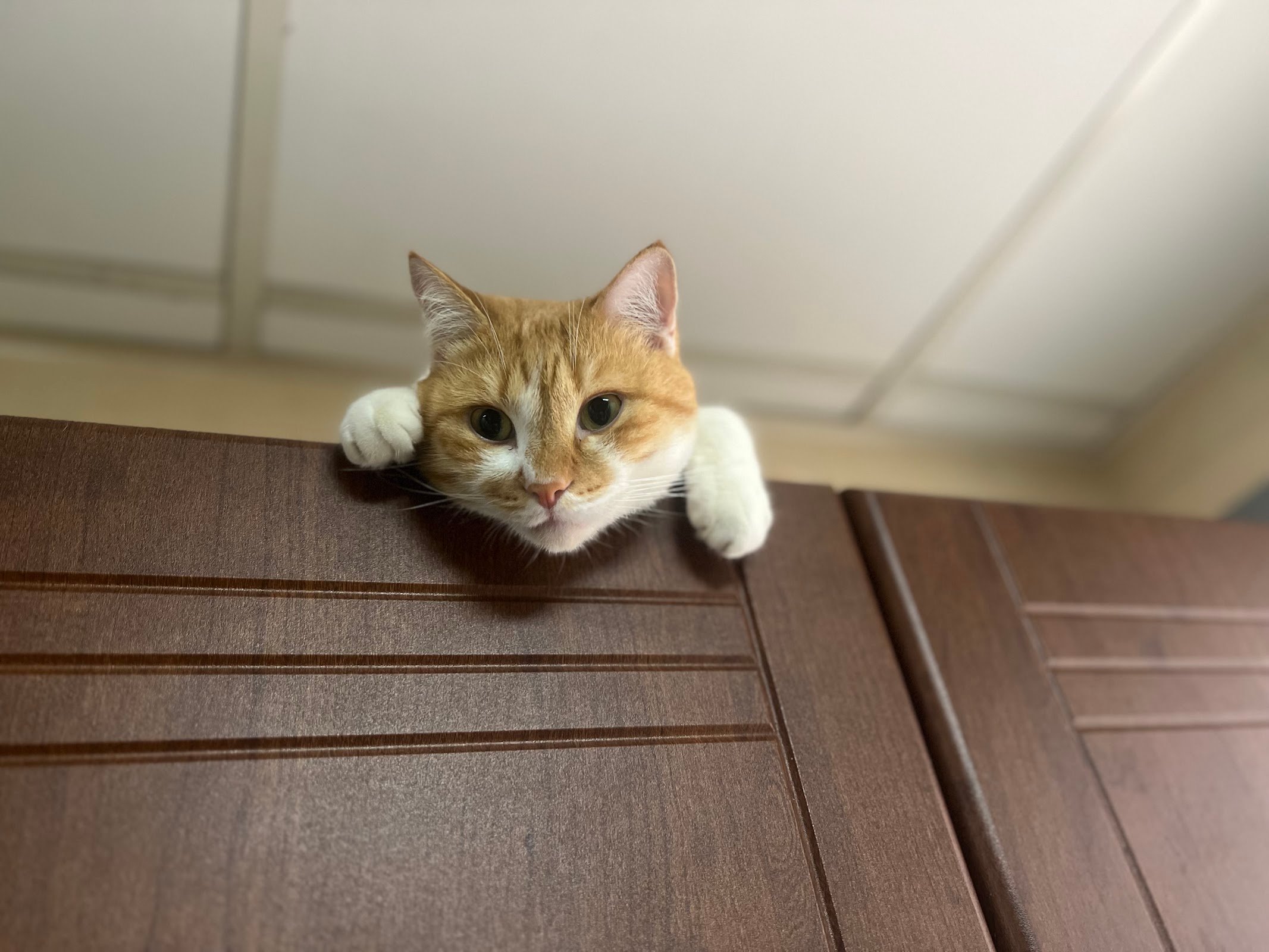 Meshmesh Veterinary Clinic