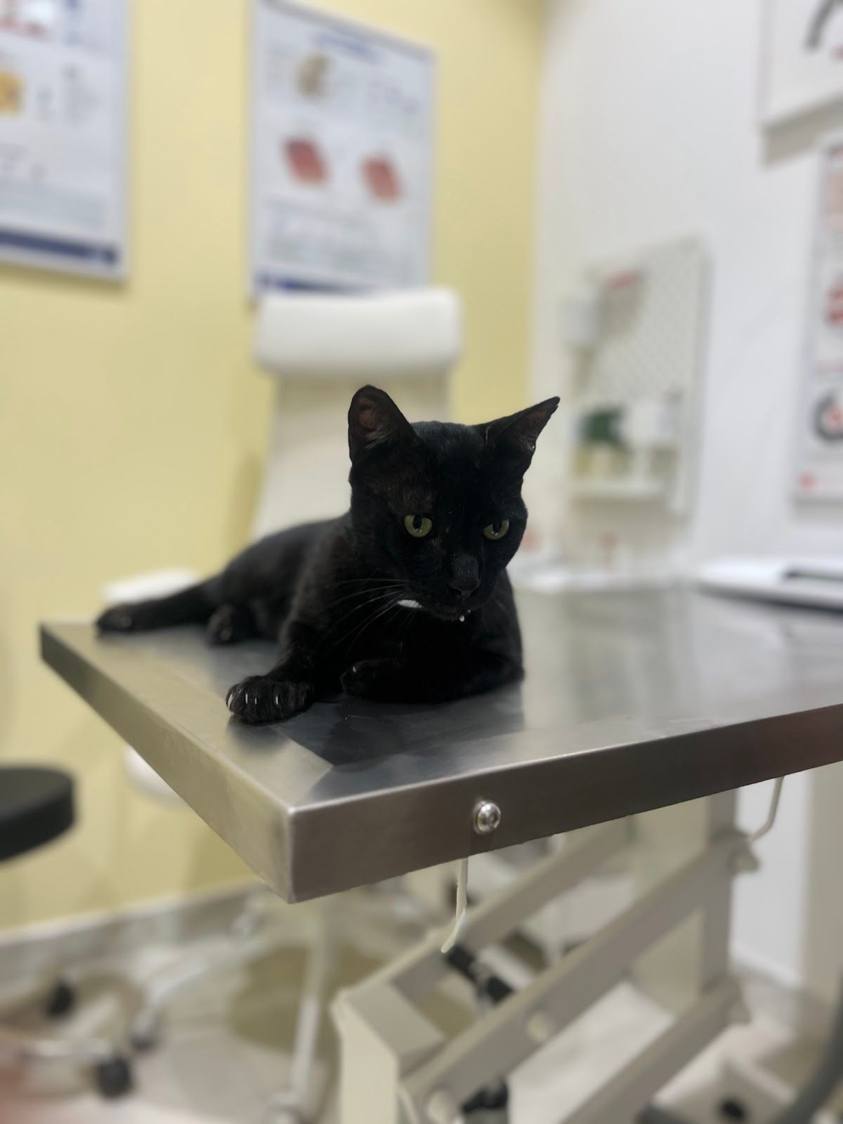 Meshmesh Veterinary Clinic 2