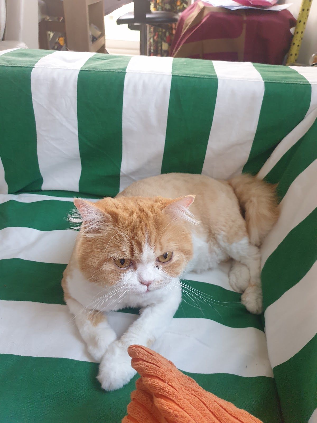 Meshmesh Veterinary Clinic 3