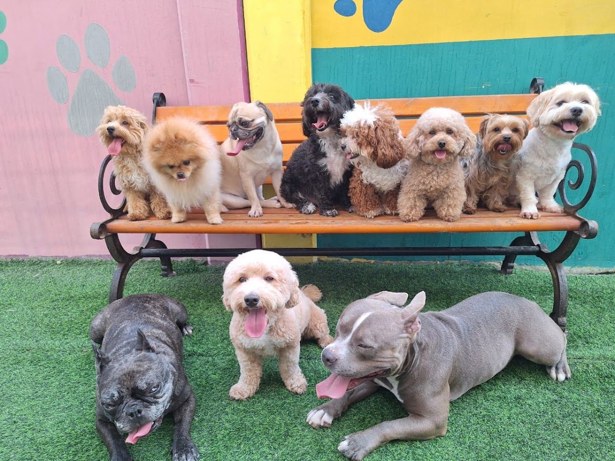 Fancy & Furry Pets Care in Dubai | Cat & Dog Boarding Hotel - Grooming - Daycare - Training 4