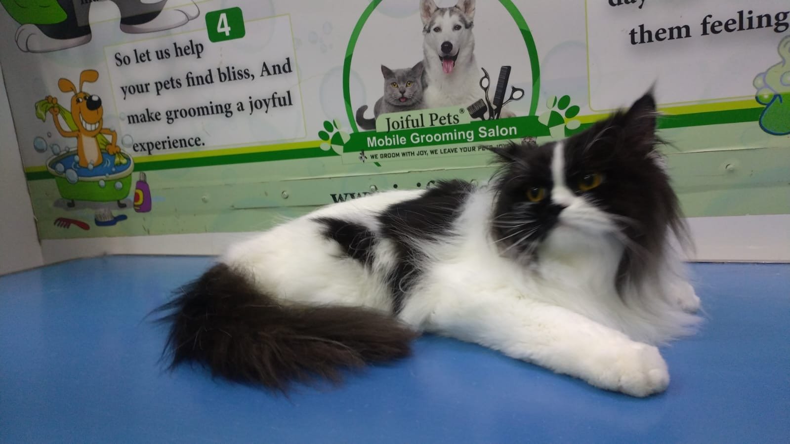 Joiful Pets Grooming