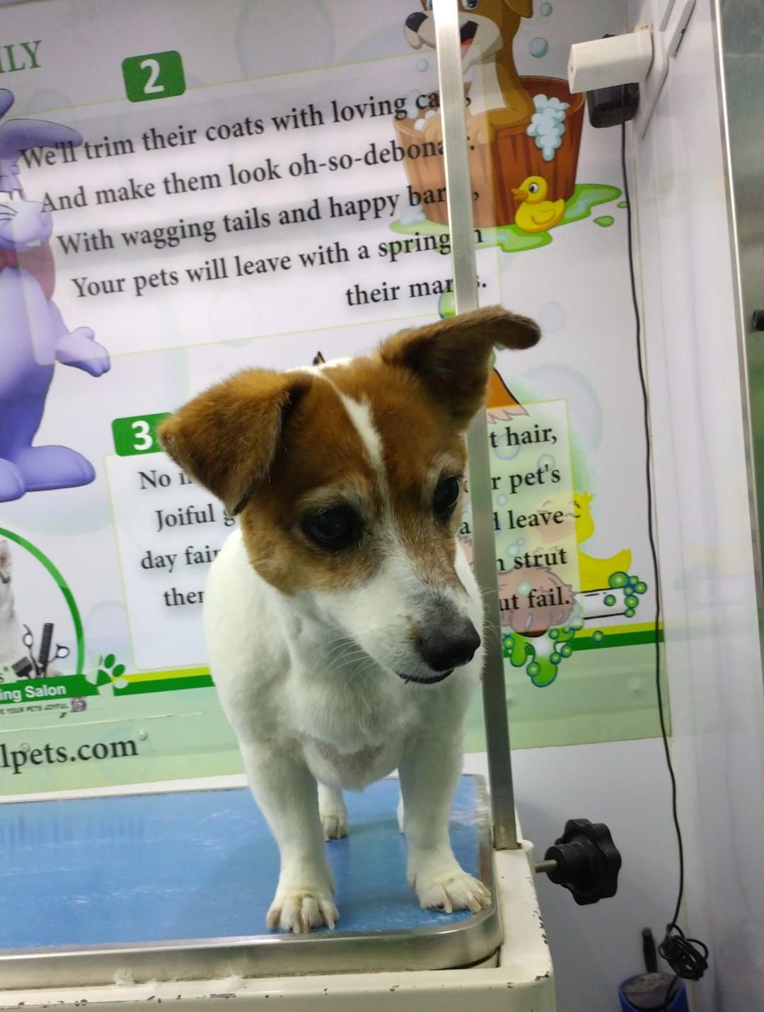 Joiful Pets Grooming 2