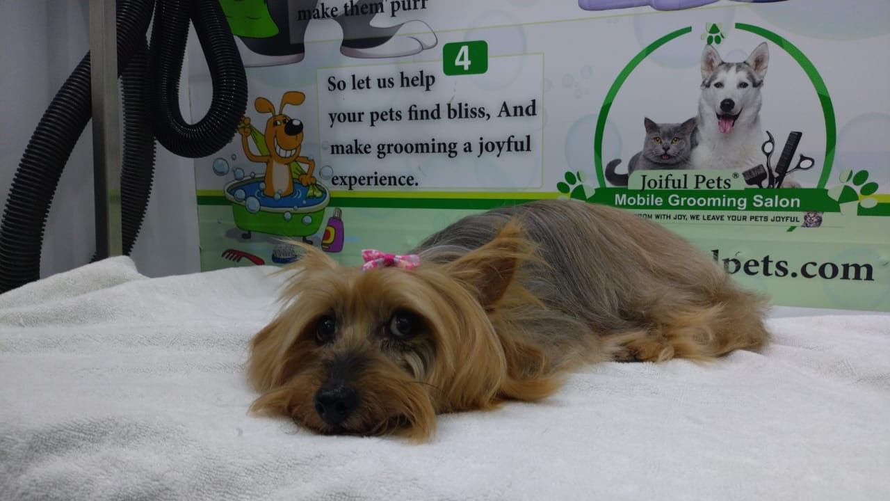 Joiful Pets Grooming 3