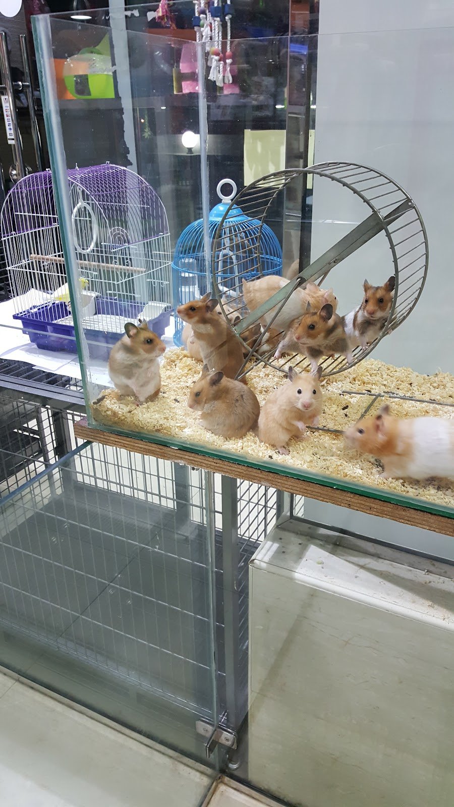 Pet Village - The Pet Shop photo 2