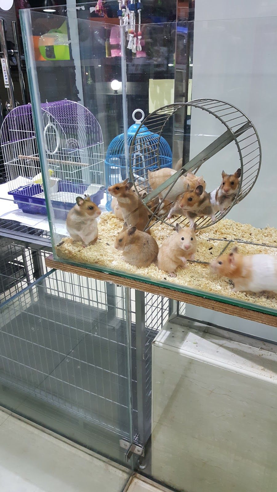 Pet Village - The Pet Shop 3