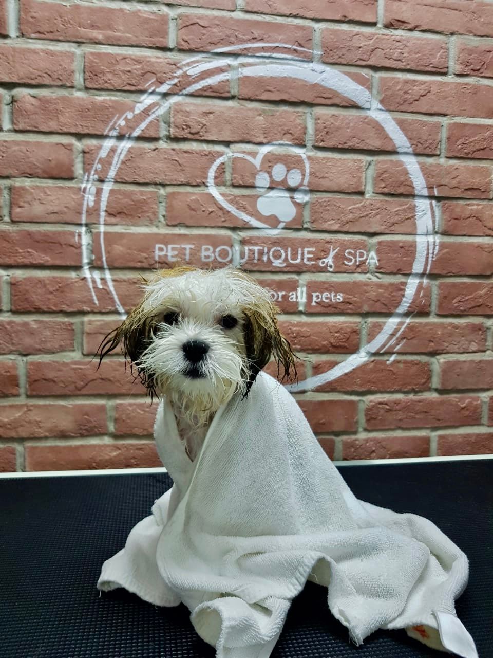 Pet Boutique Daycare & Spa 3