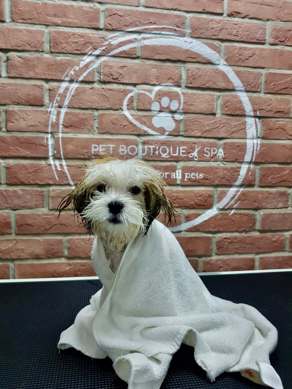 Pet Boutique Daycare & Spa photo 3
