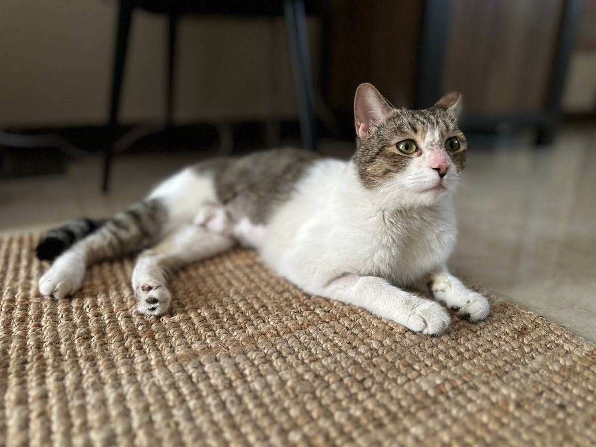 Creekside Vet Clinic LLC 5