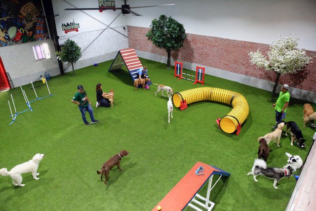 Petsville | Luxury Dog Staycations | Active Daycare | Grooming