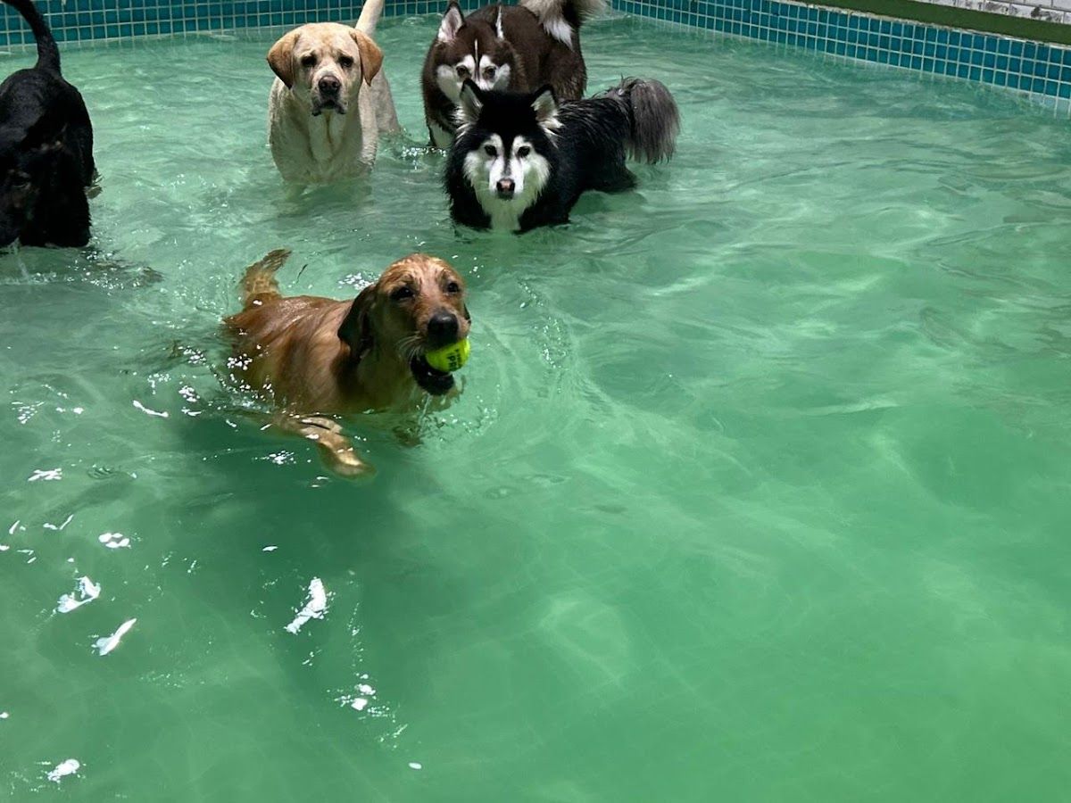 Petsville | Luxury Dog Staycations | Active Daycare | Grooming 2