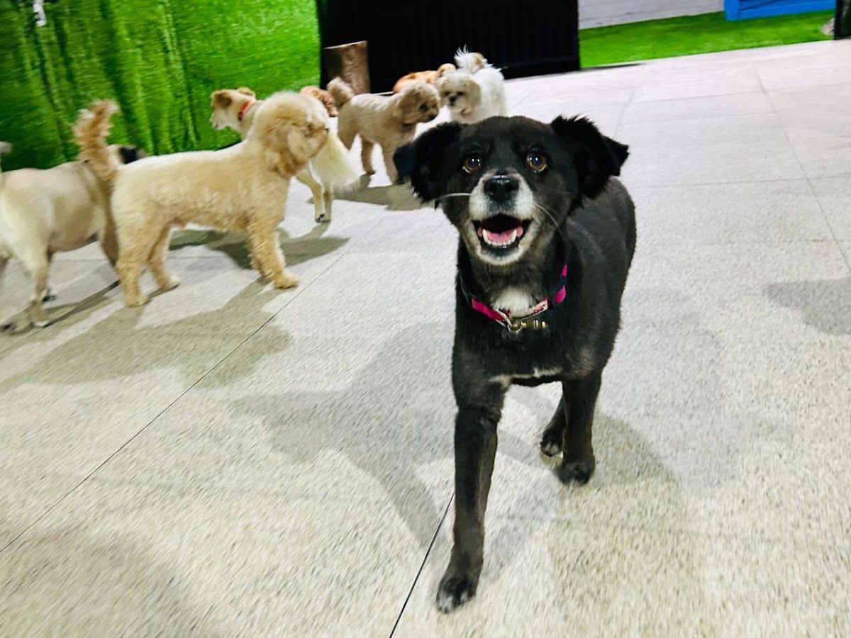Petsville | Luxury Dog Staycations | Active Daycare | Grooming 3