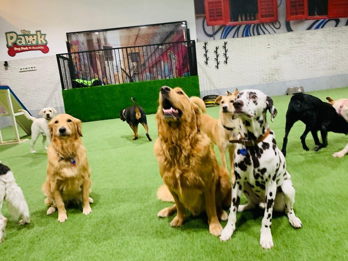 Petsville | Luxury Dog Staycations | Active Daycare | Grooming 4