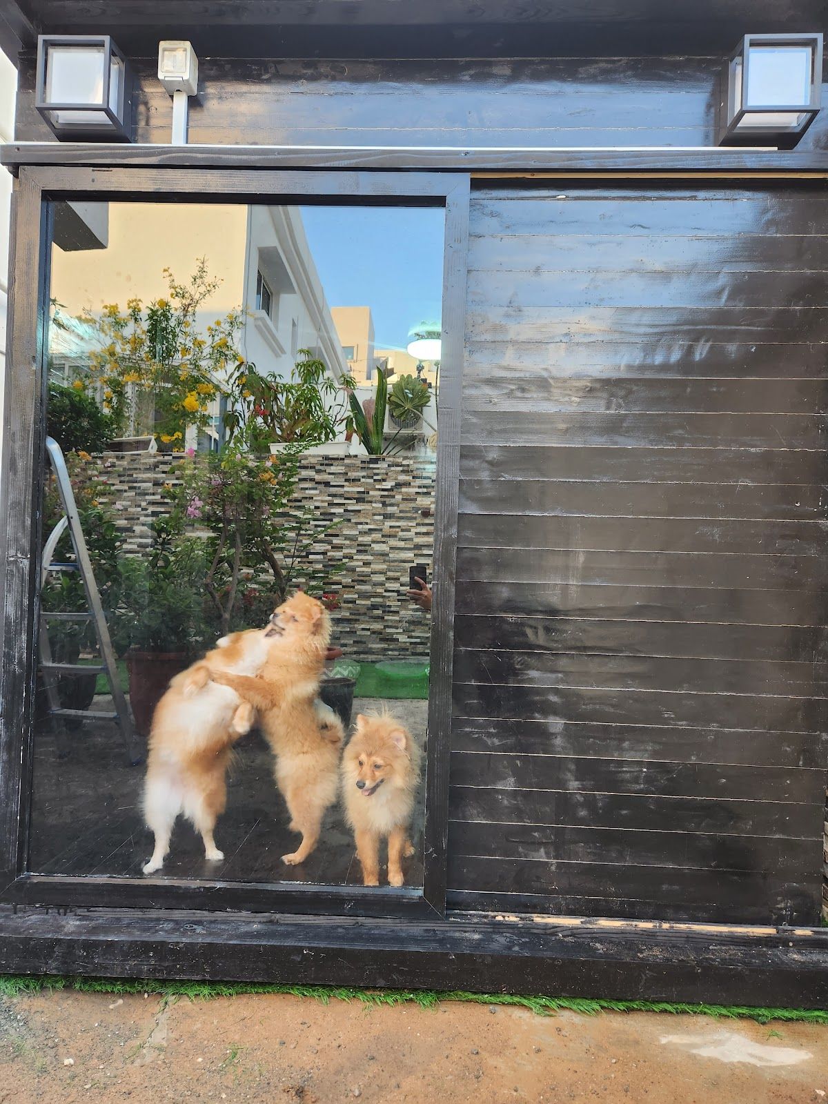 Dog House 4