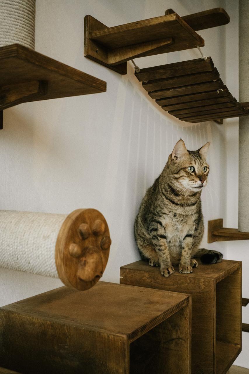VetDUB Veterinary Clinic 2