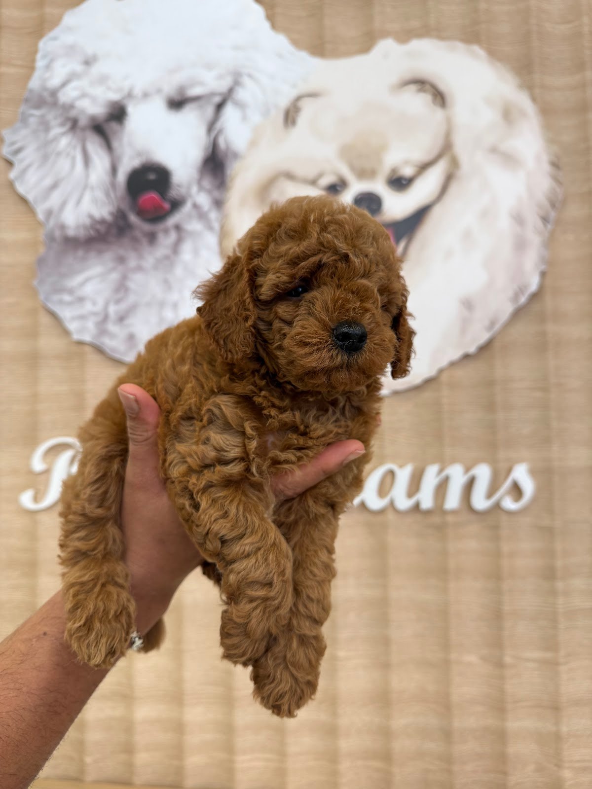 Pets Dreams Nadd Al Hamar photo 3