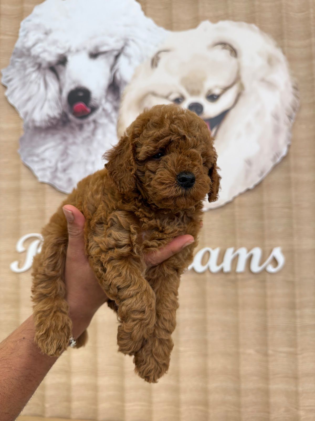 Pets Dreams Nadd Al Hamar 3