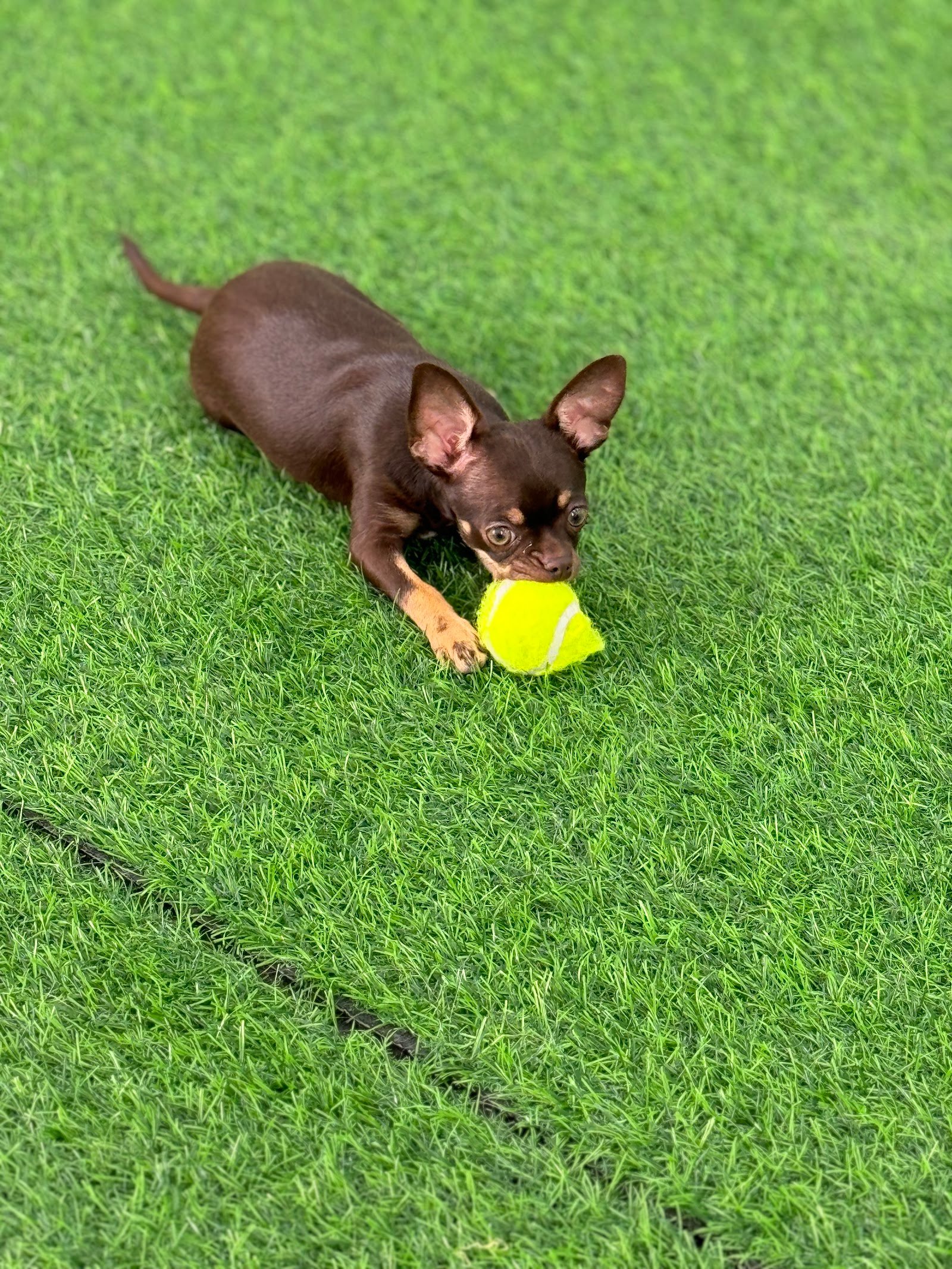 Doggy Oasis Dog Training Center photo 3