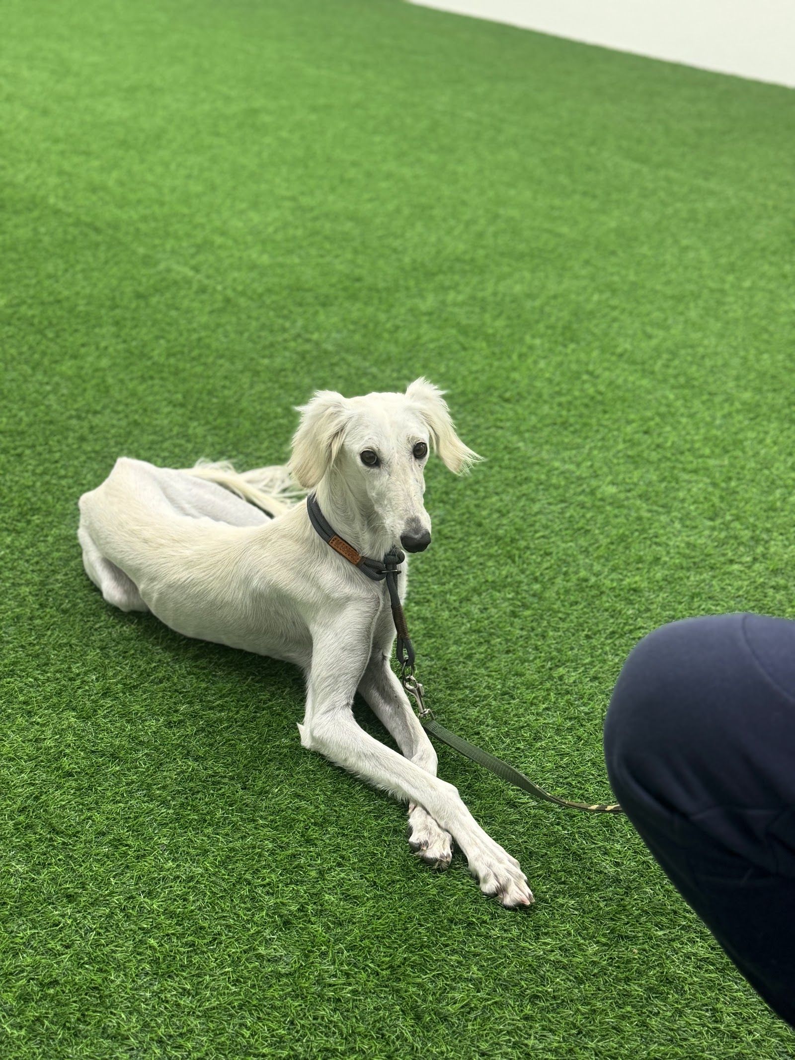 Doggy Oasis Dog Training Center 5