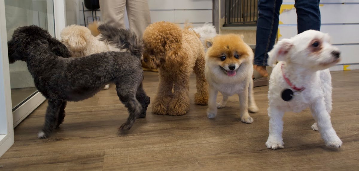 Six Pawz Pet Store & Grooming
