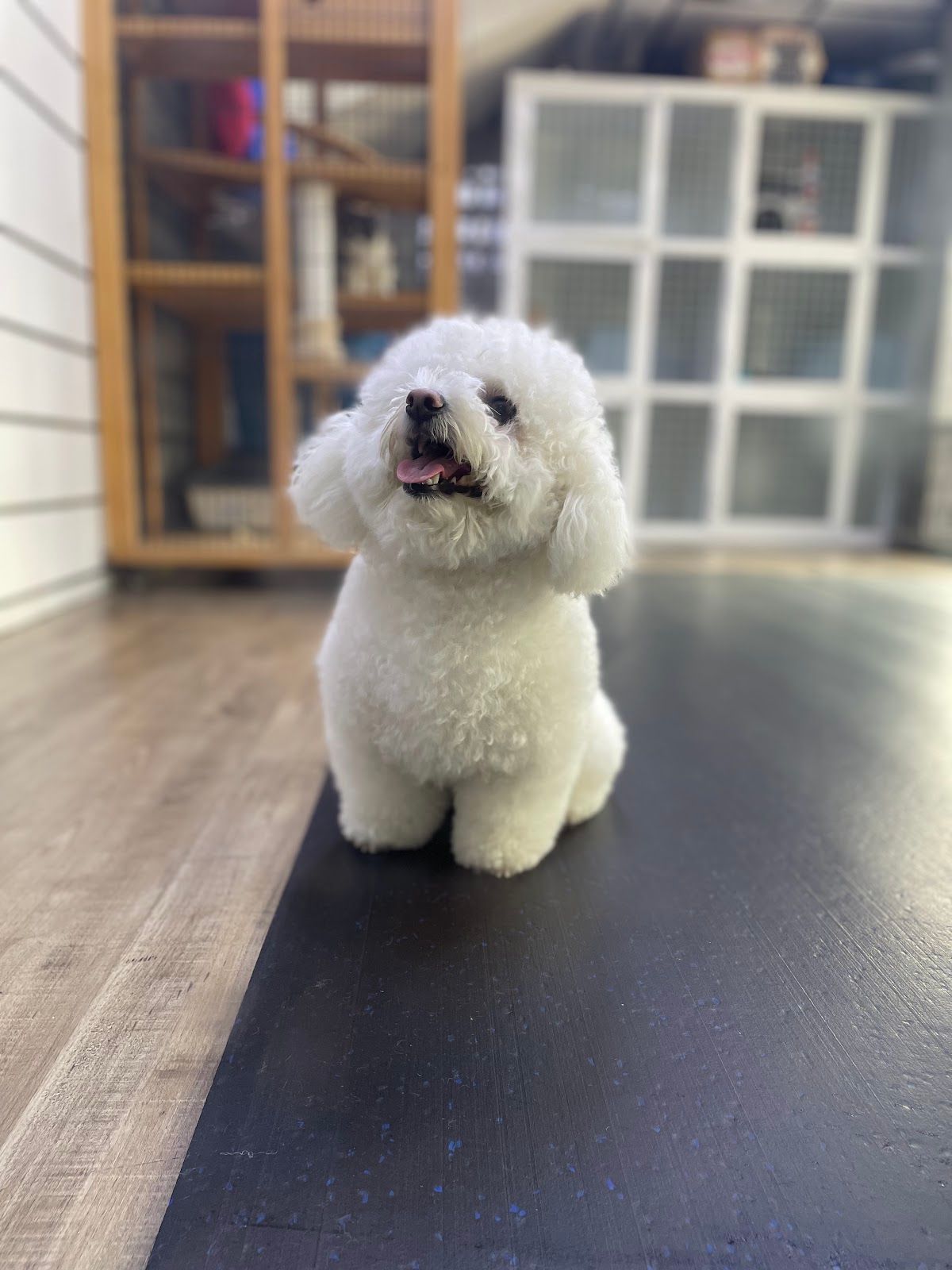 Six Pawz Pet Store & Grooming 2