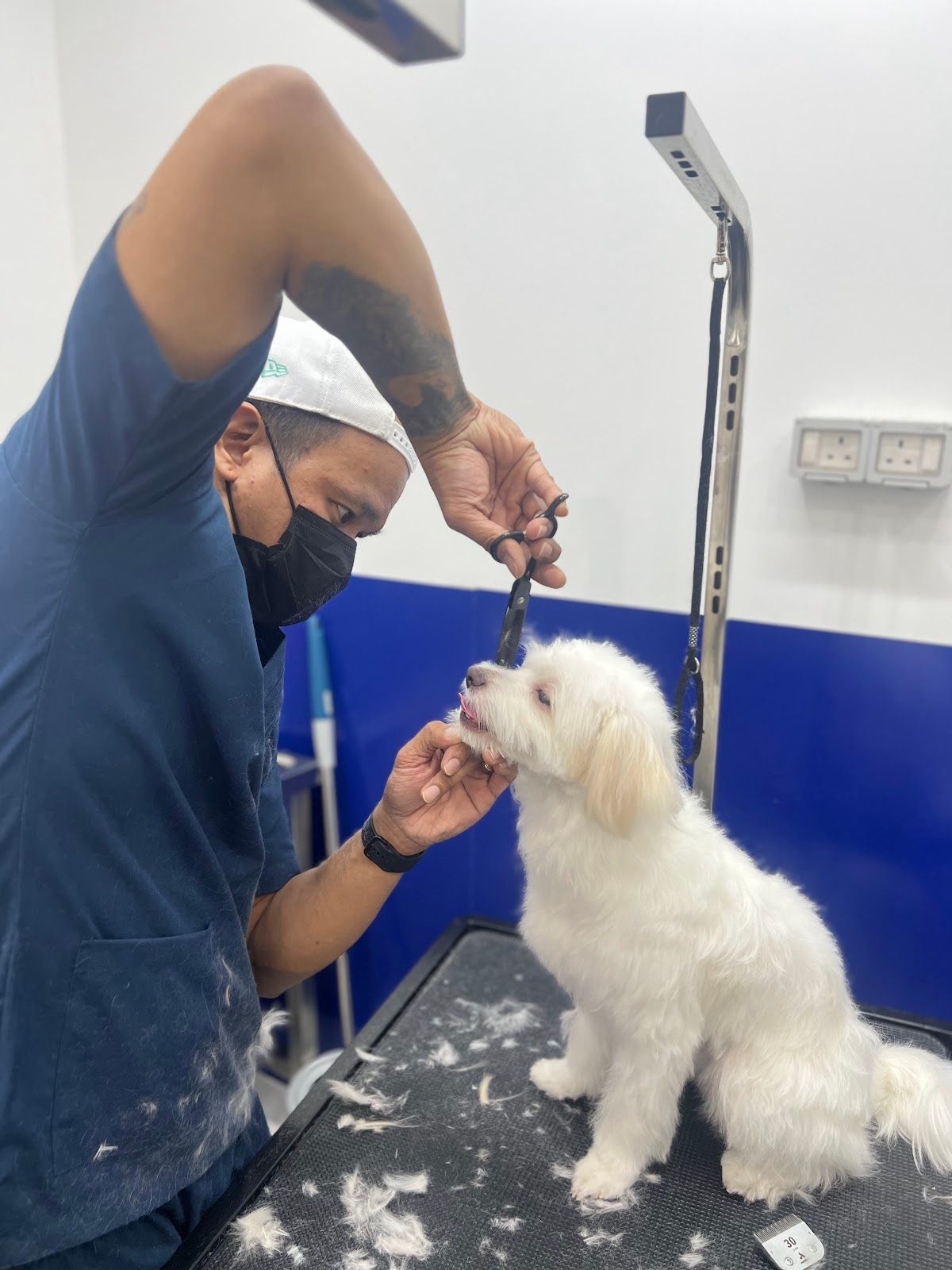 Pawfessor Pets Grooming 2