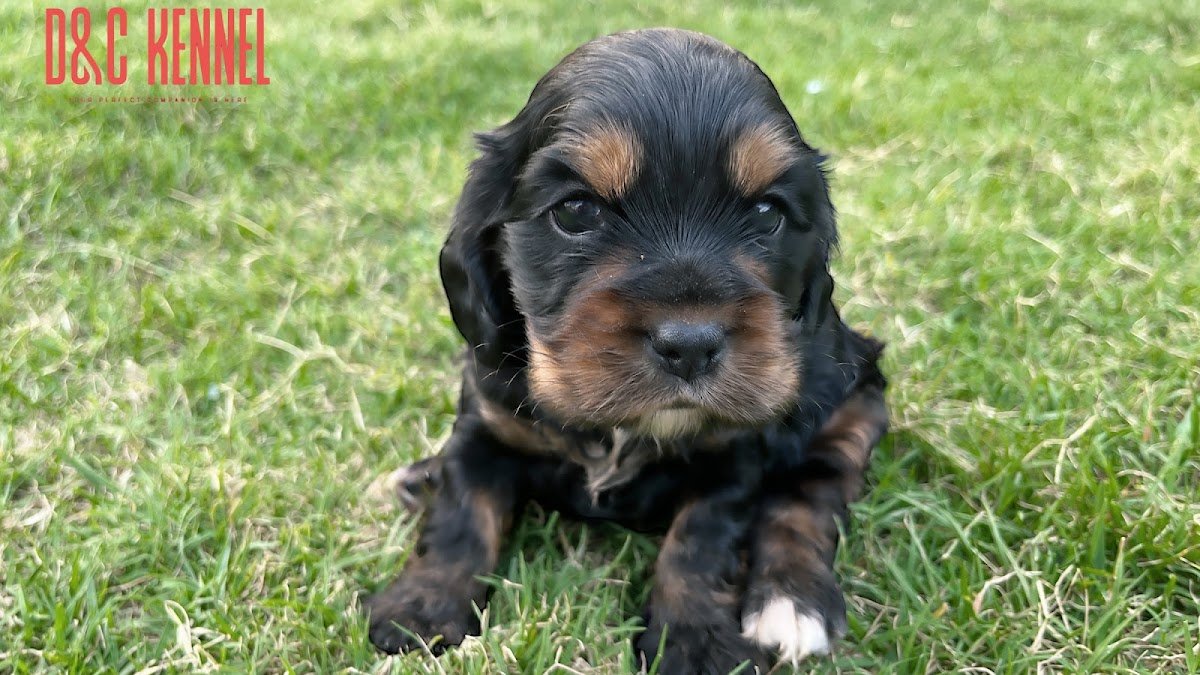 Pawfection by D&C Kennel