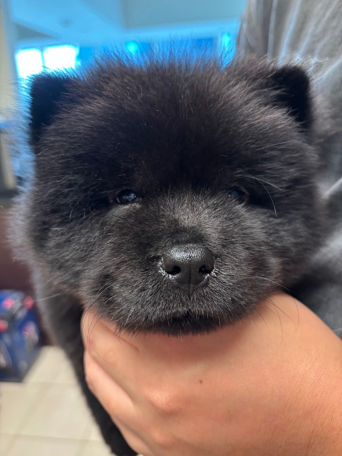 Pawfection by D&C Kennel 5