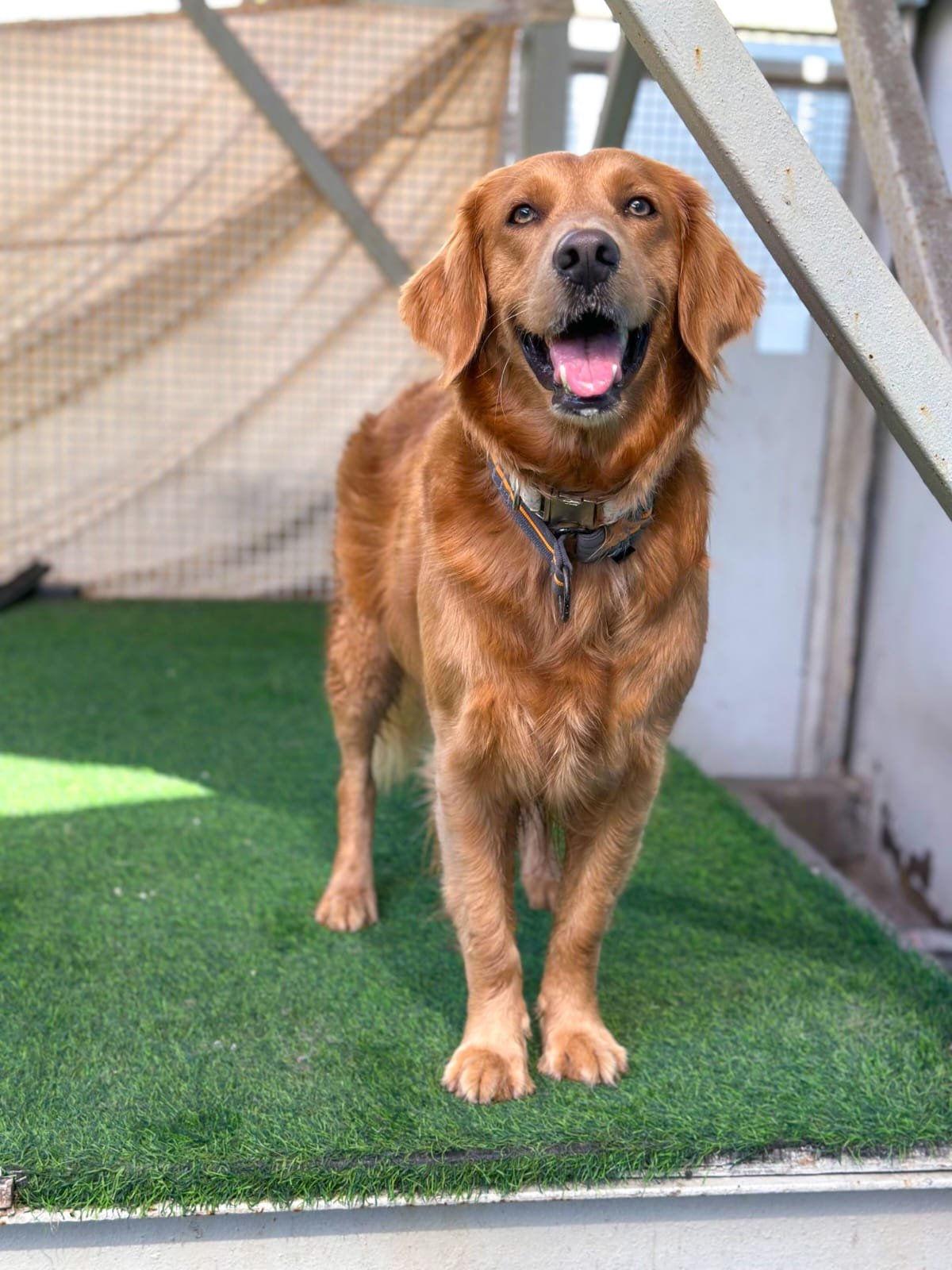 Woofers Pet Hotel and Care LLC photo 3