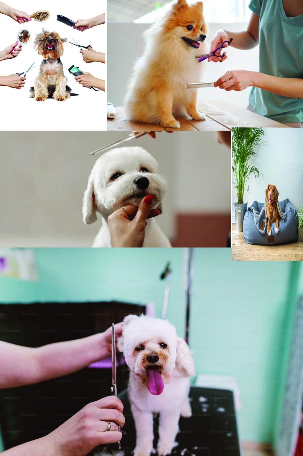 PET CARE HOME SERVICES