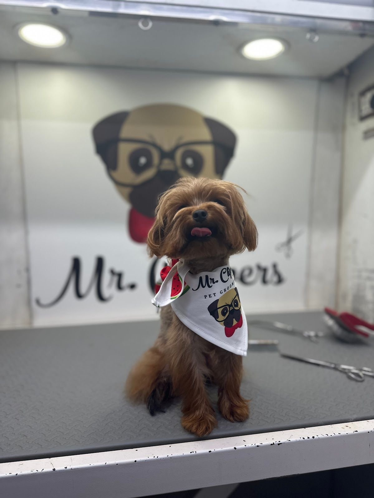 Mr Clippers Pet Grooming & Daycare 3