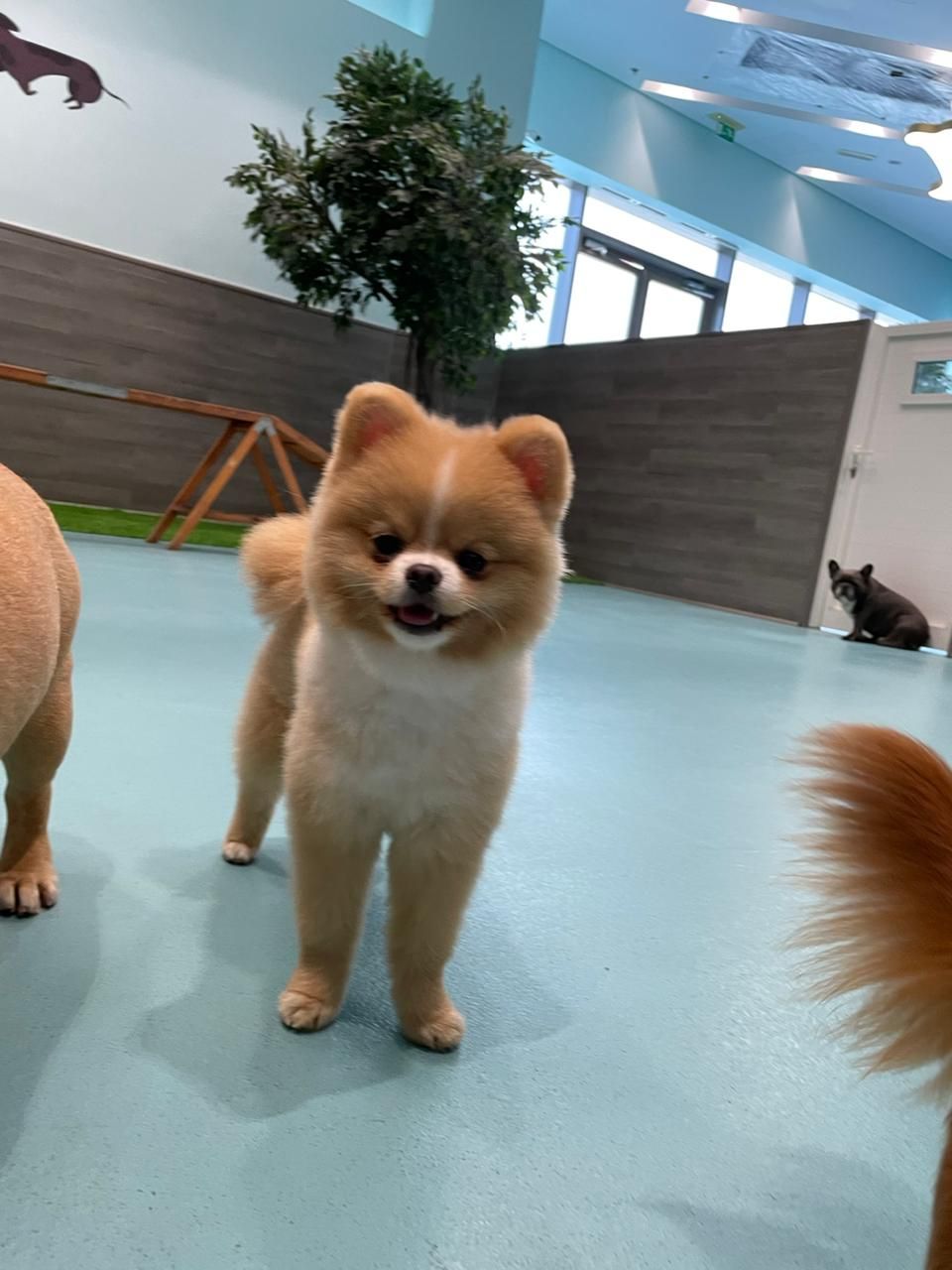 Mr Clippers Pet Grooming & Daycare 4