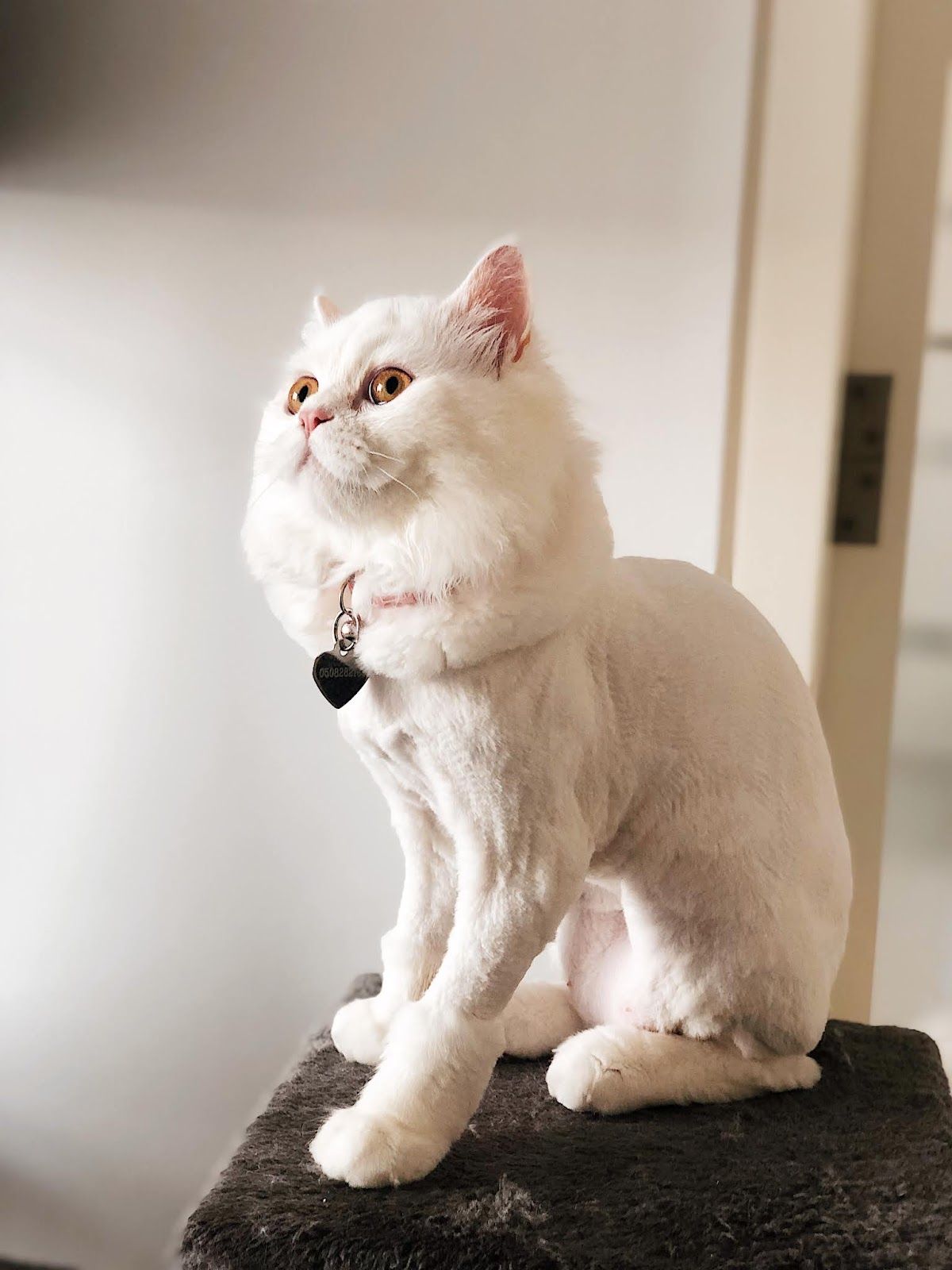Mr Clippers Pet Grooming & Daycare 5