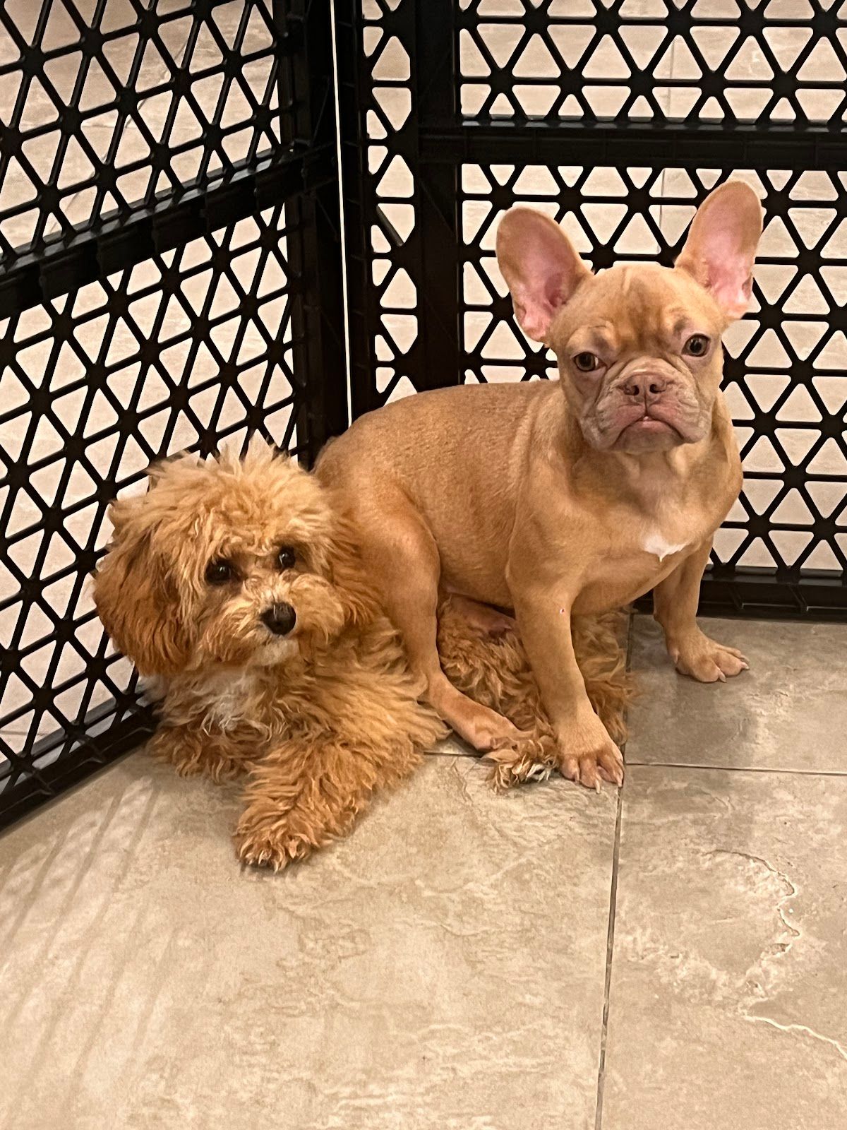 High Quality Pets Shop Dubai 4