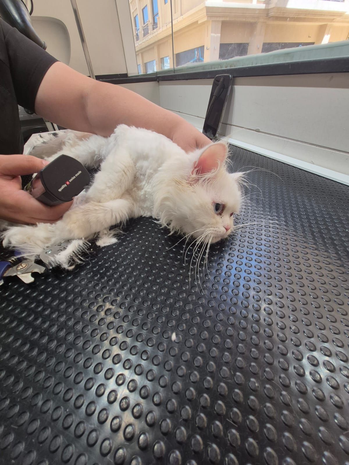 High Quality Pets Shop Dubai 5