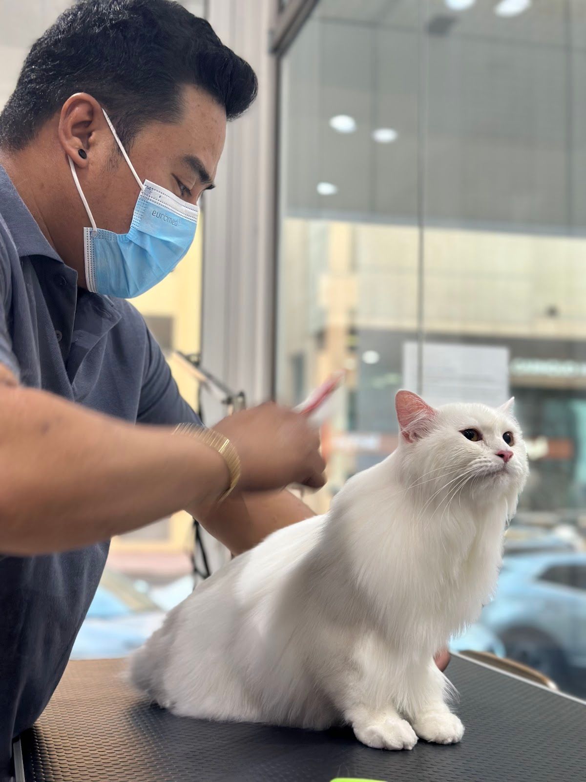Paw Sisters Veterinary Clinic 2