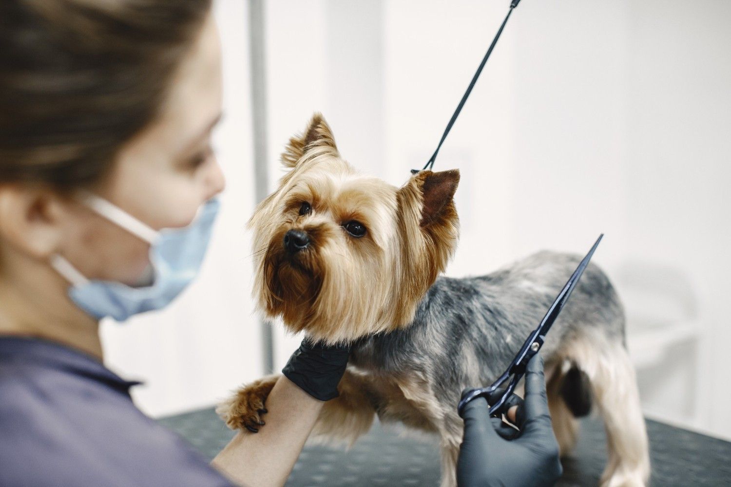 Paw Sisters Veterinary Clinic 3