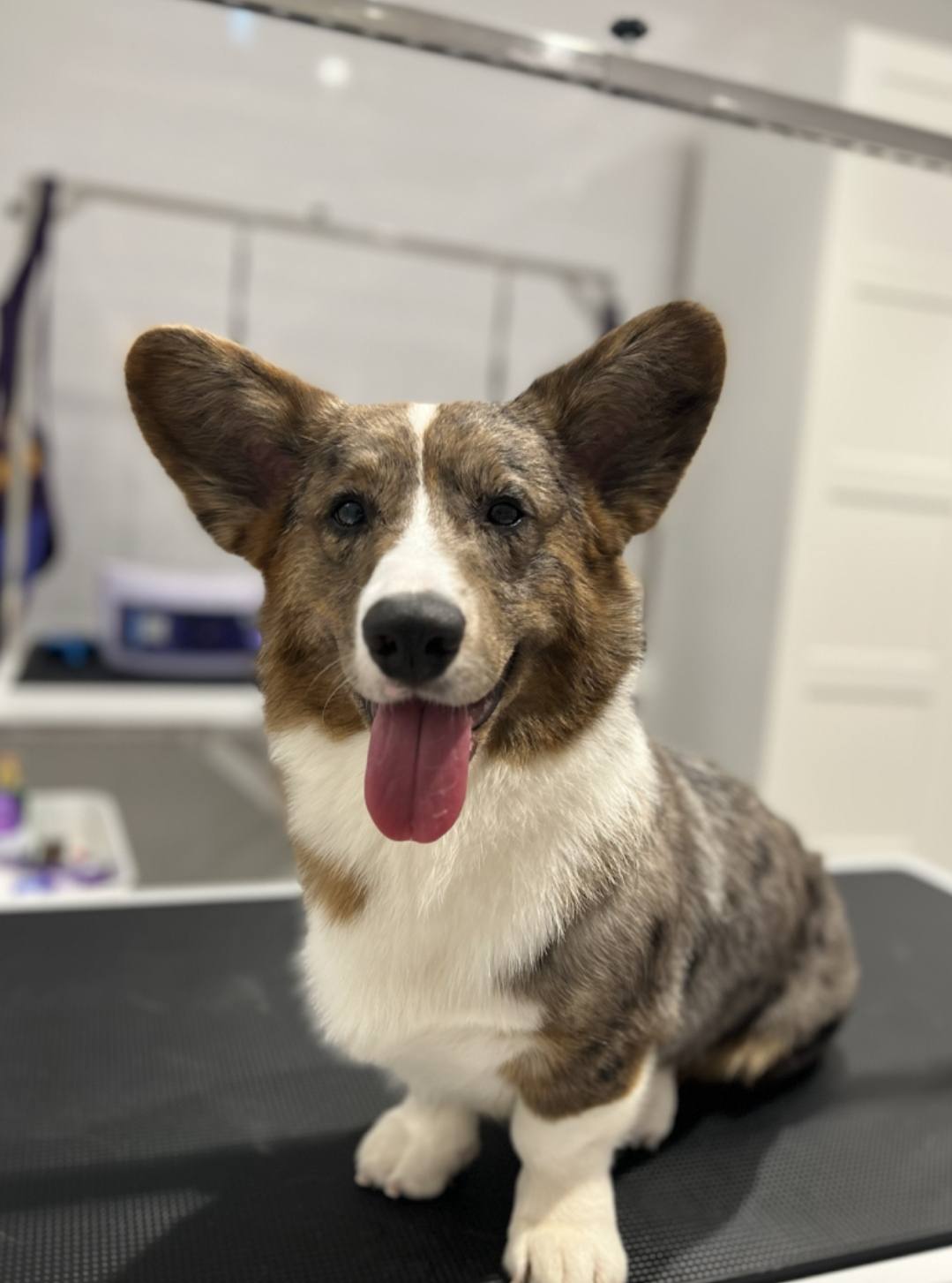 PerkPets Pet Supplies & Grooming Store - Silicon Oasis